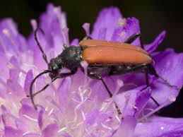 Attēlu rezultāti vaicājumam “Anastrangalia sanguinolenta”