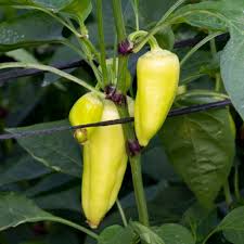 Afbeeldingsresultaat voor hungarian sweet apple sweet pepper