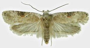 Attēlu rezultāti vaicājumam “Agonopterix alstromeriana”