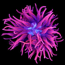 Image result for sea Anemone