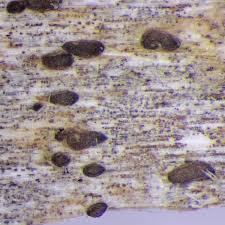 Attēlu rezultāti vaicājumam “Xylographa paralella”