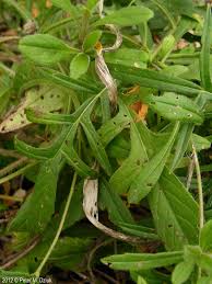 Image result for Knautia arvensis