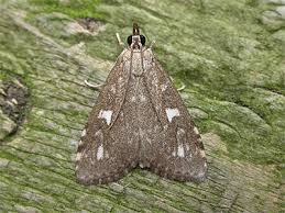 Attēlu rezultāti vaicājumam “Udea olivalis”