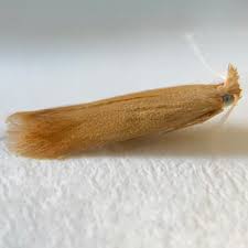 Attēlu rezultāti vaicājumam “Tischeriidae”