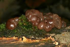 Attēlu rezultāti vaicājumam “Ascotremella faginea”