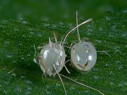 Attēlu rezultāti vaicājumam “Chloroclystis v-ata”