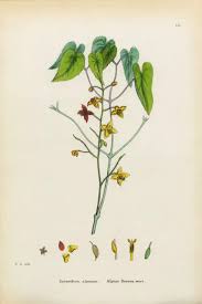 Attēlu rezultāti vaicājumam “Epimedium alpinum”