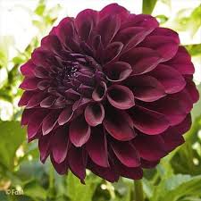 Image result for Dahlia Darkarin`