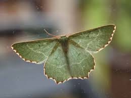 Attēlu rezultāti vaicājumam “Thalera fimbrialis”