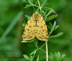 Attēlu rezultāti vaicājumam “Rhyparia purpurata”