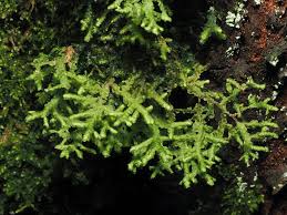 Attēlu rezultāti vaicājumam “Porella cordaeana”