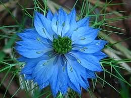 Image result for Nigella damascena