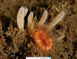 Attēlu rezultāti vaicājumam “Lycogala fuscoolearium sessile”