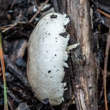 Attēlu rezultāti vaicājumam “Amaurochaete fusiformis macro”