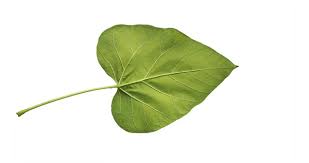 Attēlu rezultāti vaicājumam “Catalpa ovata leaf”