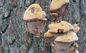 Attēlu rezultāti vaicājumam “Inonotus radiatus”