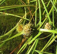 Attēlu rezultāti vaicājumam “Sparganium minimum leaf”