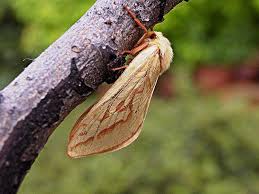 Attēlu rezultāti vaicājumam “Hepialus humuli male”