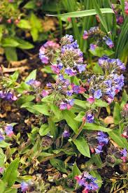 Attēlu rezultāti vaicājumam “Pulmonaria angustifolia”