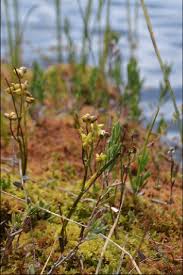 Attēlu rezultāti vaicājumam “Scheuchzeria palustris”