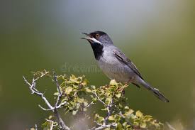 Image result for Sylvia rueppelli