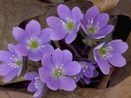 Attēlu rezultāti vaicājumam “Hepatica nobilis bud”