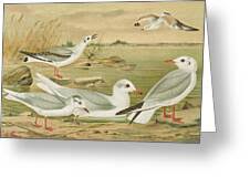 Attēlu rezultāti vaicājumam “Larus minutus”