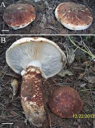 Attēlu rezultāti vaicājumam “Tricholoma sp.”