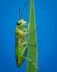 Attēlu rezultāti vaicājumam “Rhogogaster picta”