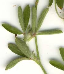 Attēlu rezultāti vaicājumam “Trifolium arvense leaf”