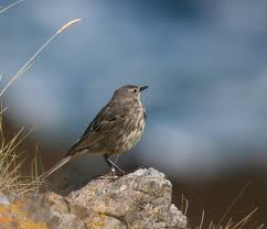 Image result for Anthus petrosus