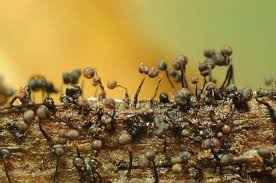 Attēlu rezultāti vaicājumam “Cribraria cancellata var. fusca spores”