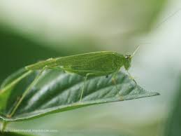 Attēlu rezultāti vaicājumam “Phaneroptera falcata”