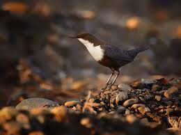 Attēlu rezultāti vaicājumam “Cinclus cinclus”