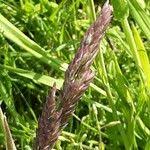 Attēlu rezultāti vaicājumam “Holcus lanatus  fruit”