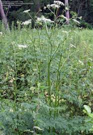 Attēlu rezultāti vaicājumam “Peucedanum palustre”