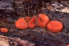 Attēlu rezultāti vaicājumam “Lachnum corticale”