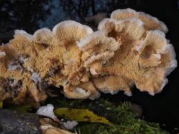 Attēlu rezultāti vaicājumam “Phlebia tremellosa”