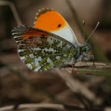 Attēlu rezultāti vaicājumam “Anthocharis cardamines”