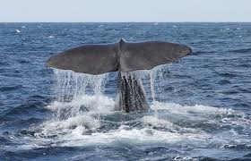 Image result for Physeter macrocephalus
