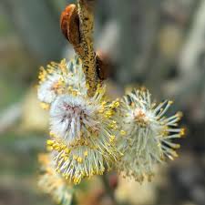 Attēlu rezultāti vaicājumam “Salix caprea male flower”
