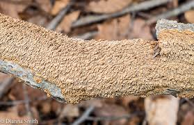 Attēlu rezultāti vaicājumam “Enteridium olivaceum”