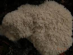 Attēlu rezultāti vaicājumam “Fuligo candida f. persicum”