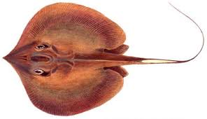 Image result for Megatrygon microps