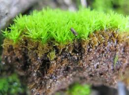 Attēlu rezultāti vaicājumam “Barbula convoluta”