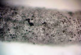 Attēlu rezultāti vaicājumam “Stemonitopsis hyperopta var. landewaldii”