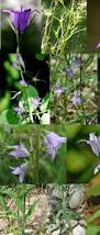 Image result for Campanula rapunculus
