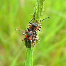 Attēlu rezultāti vaicājumam “Cantharis rustica”