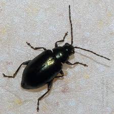 Attēlu rezultāti vaicājumam “Altica sp.”