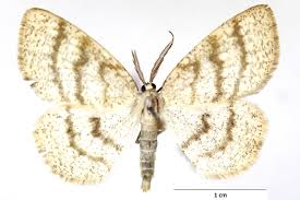 Attēlu rezultāti vaicājumam “Cabera exanthemata”